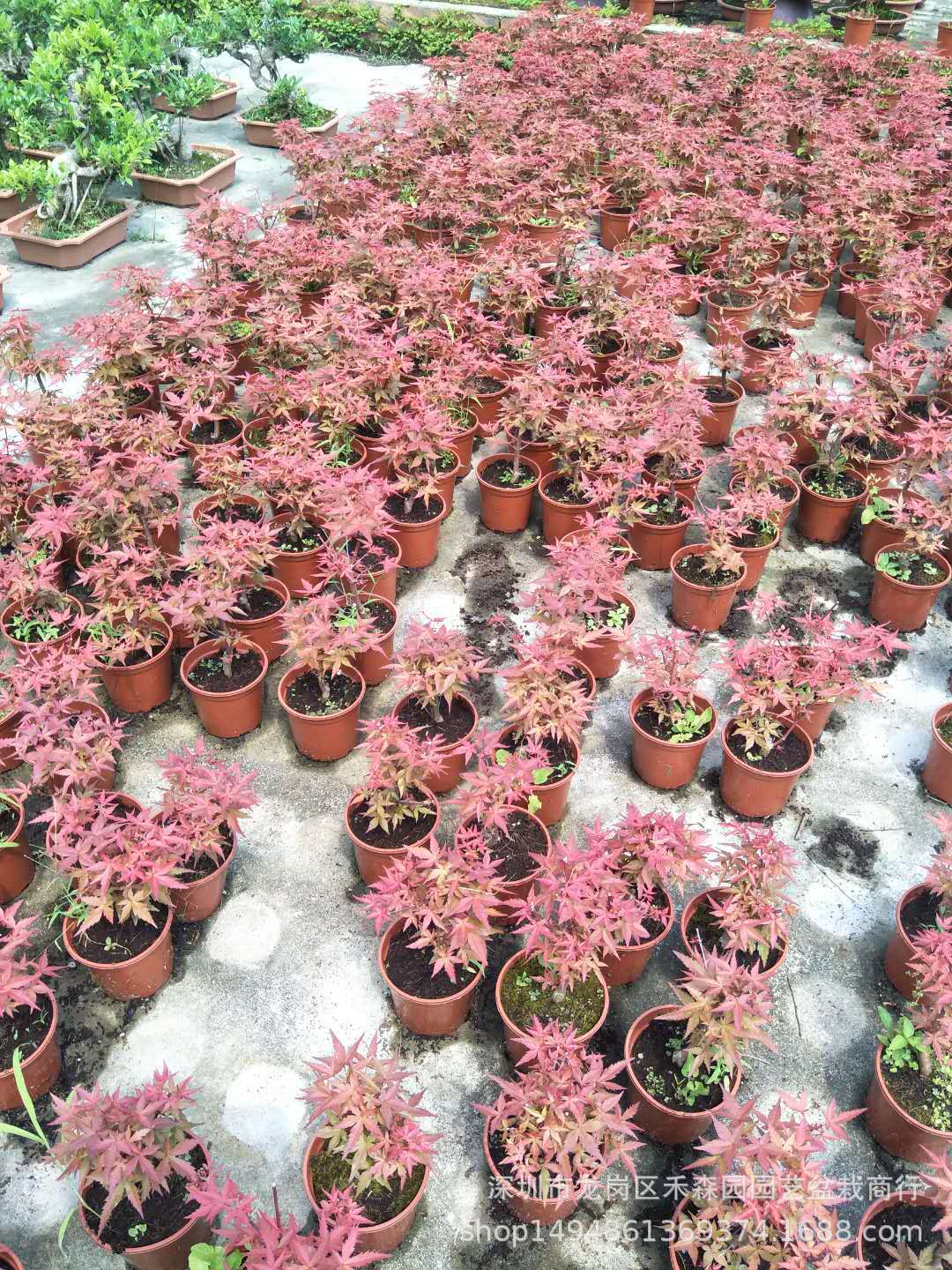 高档盆栽日本红枫盆景树桩红枫盆栽红枫苗成型盆景彩叶植物红舞姬