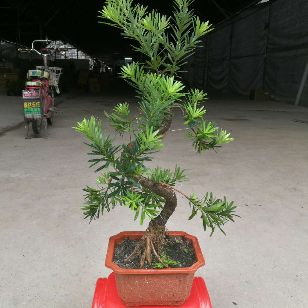 造型罗汉松 庭院绿化罗汉松盆景观赏基地直销 s型提根造型罗汉松