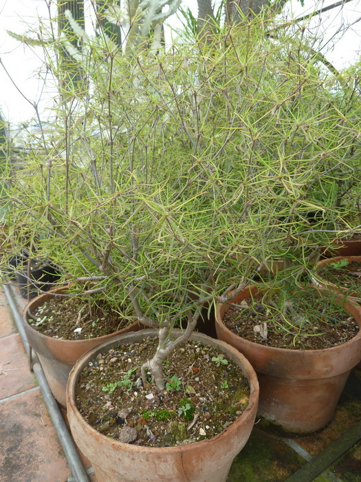 柳叶麒麟 柳麒麟 块根多肉植物 大戟科大戟属 仙卉园林基地产品