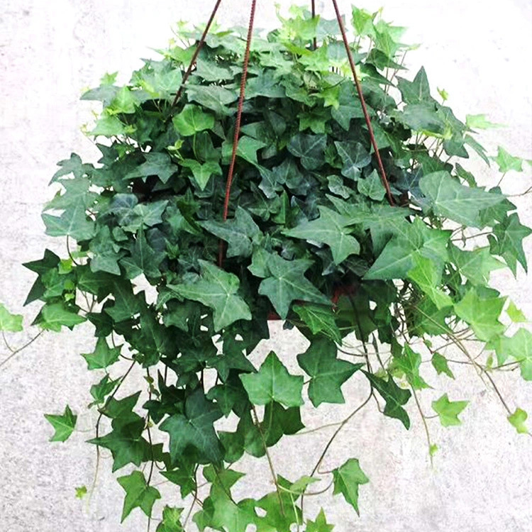 常春藤360成都常青藤花卉盆栽植物长春藤绿植盆栽工程苗木