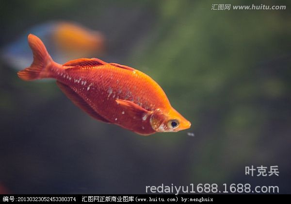 热带观赏鱼批发红苹果鱼美人鱼新几内亚彩虹鱼舌鳞鱼红美人活体