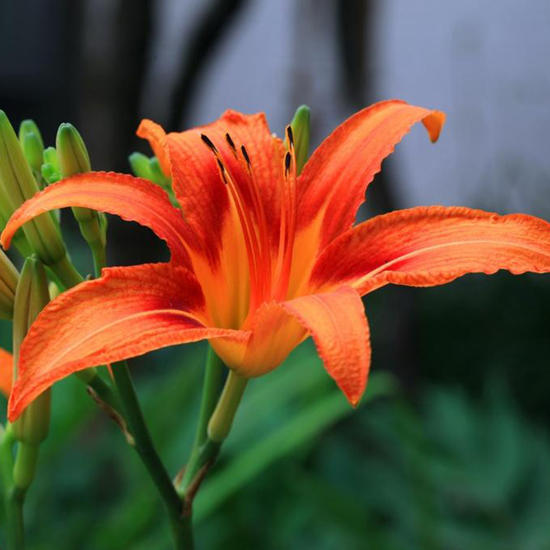 萱草种子 黄花菜 金针菜 金娃娃萱草 红宝石萱草种籽花籽花草花卉