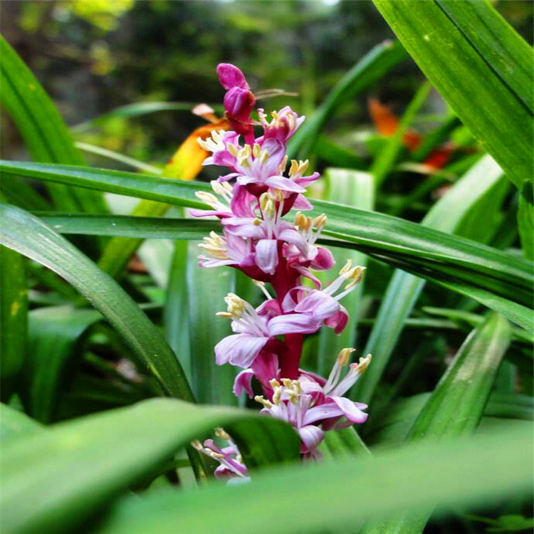 湖南基地现货批发吉祥草 耐阴绿化小苗 庭院常绿灌木量大价优