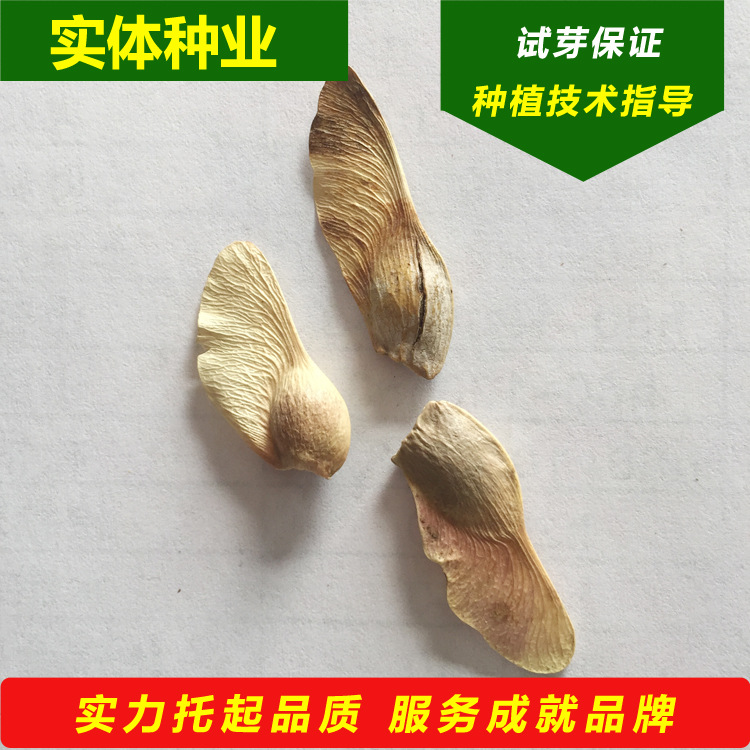 批发 五角枫种子 元宝枫种子 东北五角枫树籽 丛生元宝枫树苗行情