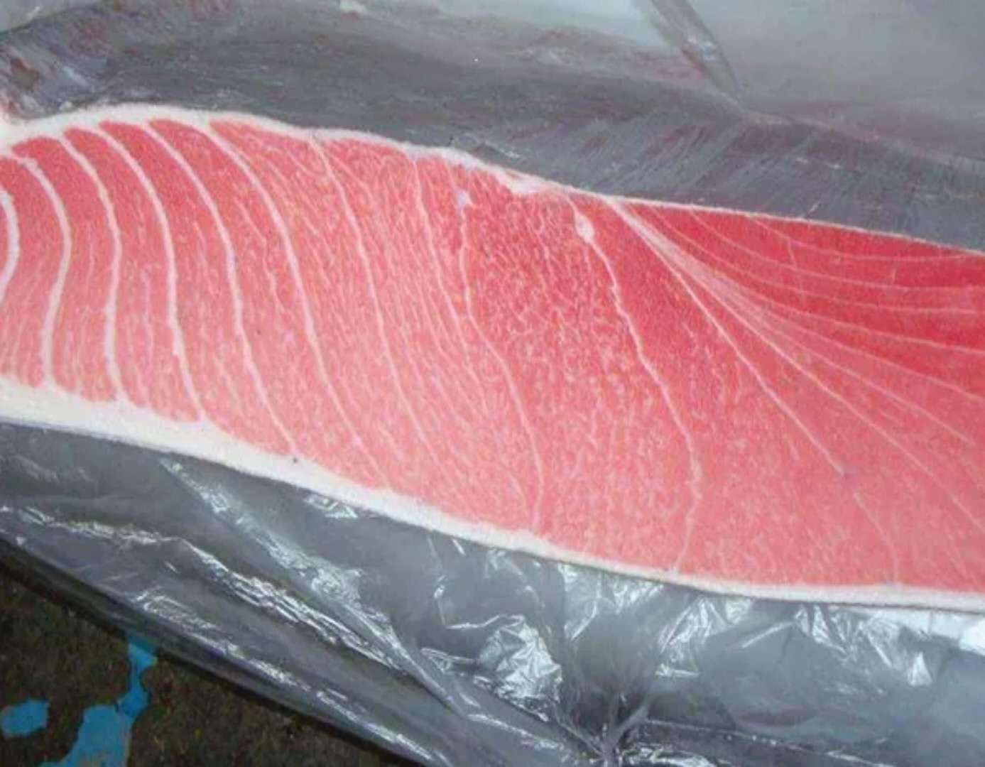 日本蓝鳍金枪鱼吞拿鱼腩大脂大toro刺身腩生鱼腩片中段散500元/斤