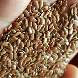 加拿大亚麻籽进口亚麻籽有机亚麻籽 50kg包装 纯度99.9%