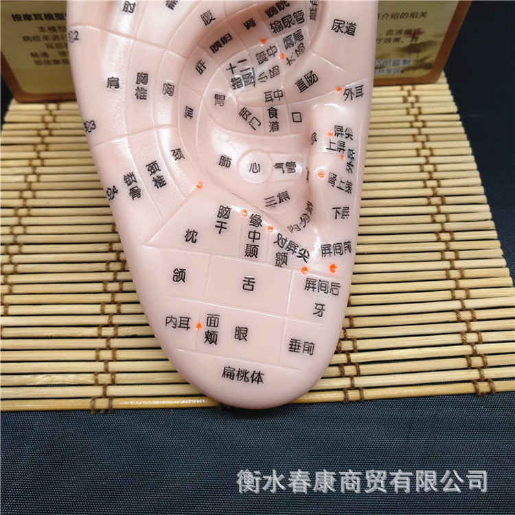 清晰13厘米耳模耳部按摩反射区穴位模型刻字穴位准确黑字耳朵教具