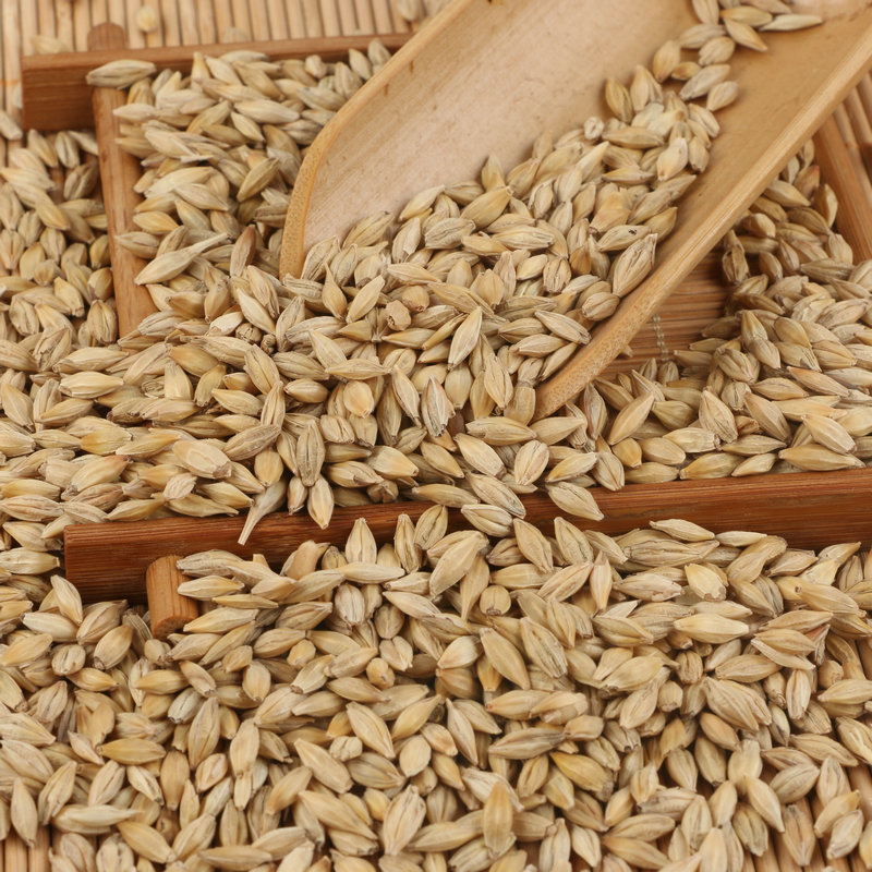 带壳大麦 饲料大麦农作谷物五谷杂粮袋装 酿酒农作谷物 批发