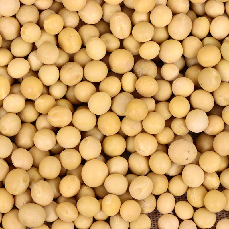 现货东北大黄豆生 现磨豆浆原料五谷杂粮生黄豆