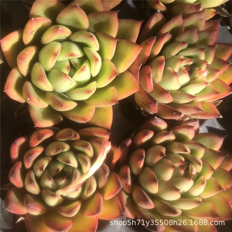 1133大棚限时批发多肉植物盆栽 贵妇指单头5cm左右多肉品种限量