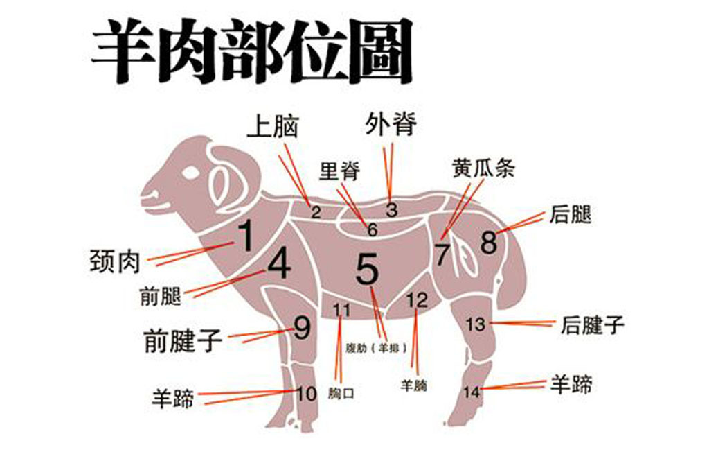 羊器官分布位置大全图片