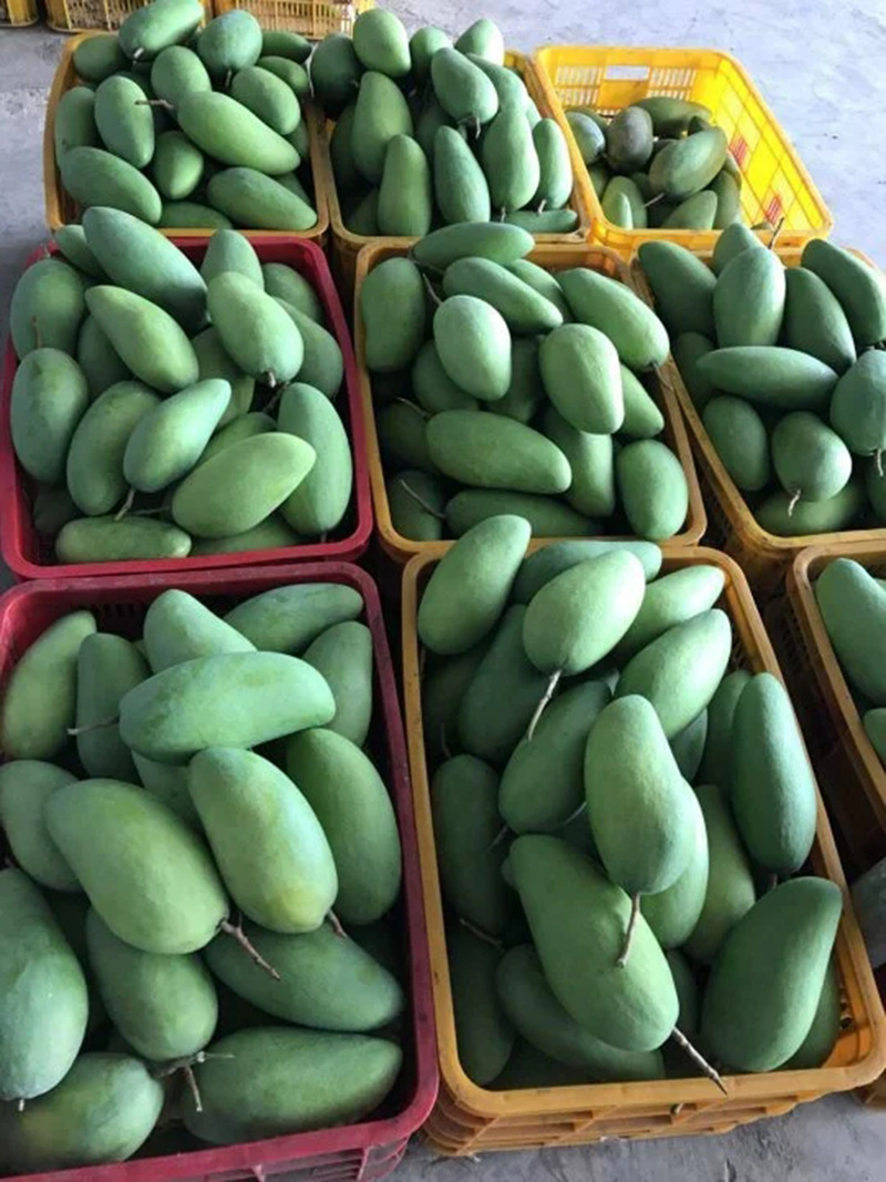 越南大青芒9斤装 青皮大芒果肉厚多汁当季水果新鲜