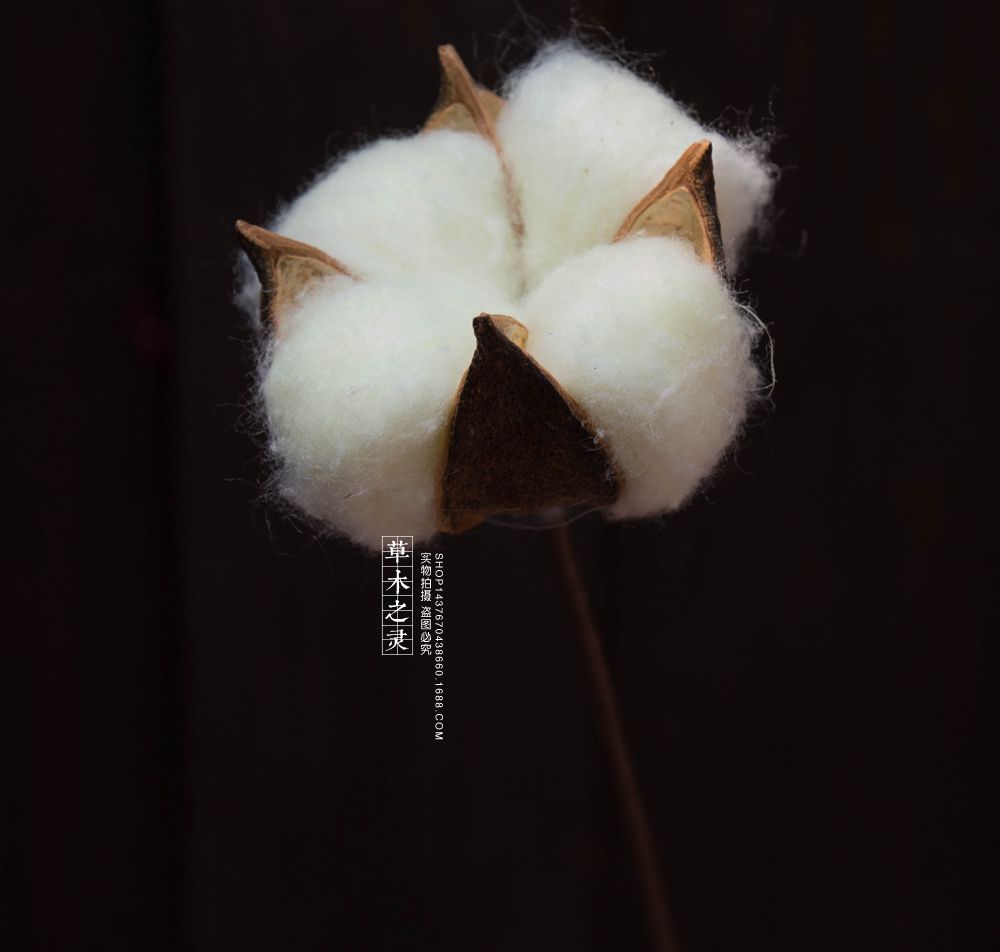 棉花干花彩色ins自然风格店面家居装饰单支植物手工工艺品