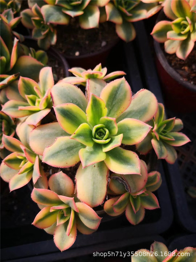 016大棚限时批发特价多肉植物 星爆群生小桩叶展12cm多肉人气品种