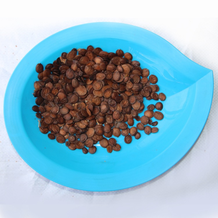 批发新采树种子羊蹄甲种子 红花洋蹄甲 大花紫荆种子 洋紫荆种子