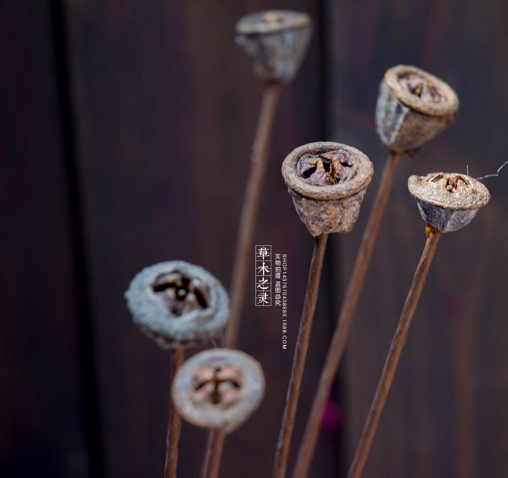 蓝桉果桉树果十字果单支自然风格店面家居装饰单支植物手工工艺品