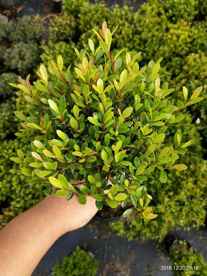 基地直供小盆栽植物室内植物观叶花卉盆景造景6寸赤楠