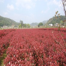 红叶石楠树苗四季常青庭院绿化苗木红叶石楠苗地被色块工程苗木