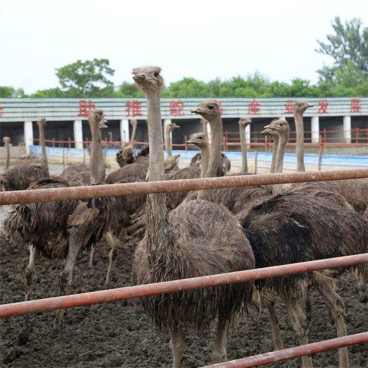 济宁市任城区万合养殖中心 产品展厅 >鸵鸟蛋大量出售 鸵鸟蛋多少钱