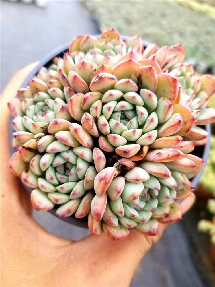 156多肉植物组合大棚批发 粉姬莲老桩群盆9cm5头起多肉品种裸根发