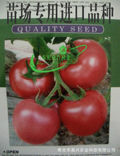 进口粉果番茄种子 瑞阳大果番茄种子 苗场用大面积推广种子