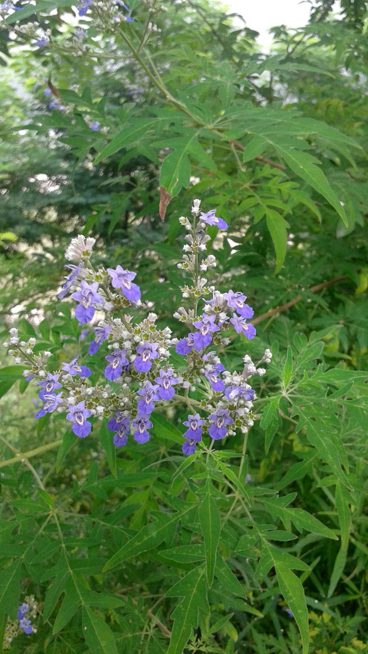 健凤园农家自产荆花蜂蜜500克玻璃瓶自然成熟结晶后荆条蜜白细腻a
