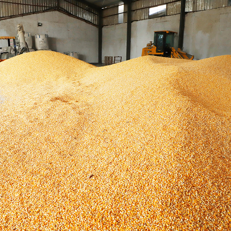 现货供应饲料膨化玉米粉狗粮禽畜狐狸养殖玉米面饲猫猪鸟鱼饵粘粉