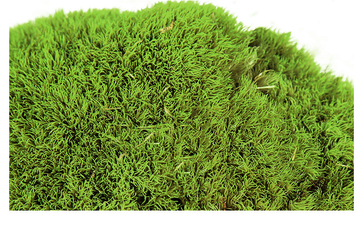 厂家批发永生花优质苔藓球花材盒装 家居装饰苔藓植物墙diy材料