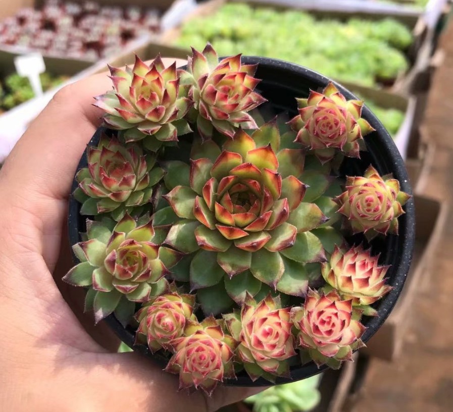 长生草系列红钻 多头2-10头野马 多肉植物