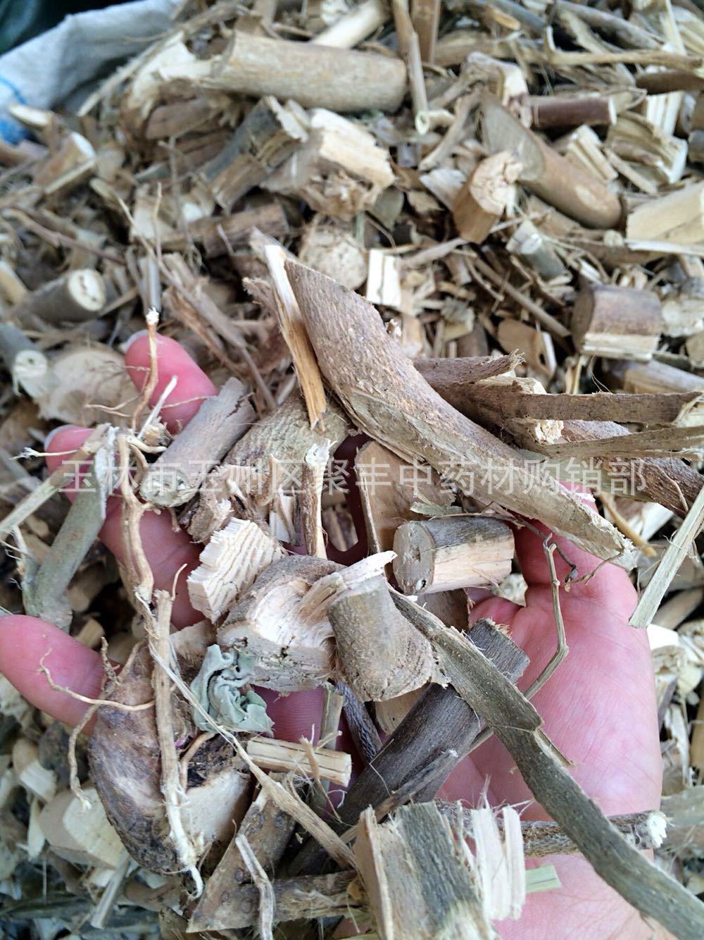 野生磨盘根 磨盘草根 磨盆根 磨盆草根帽仔盾头茶