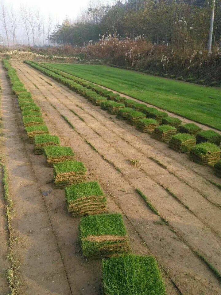 厂家批发四季青绿化草 果岭草混播草坪实物真草坪包活可带人施工