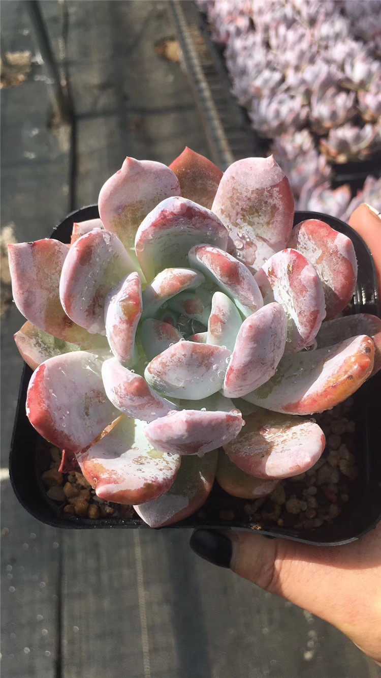 1725精品阳台多肉植物大棚批发 状态雪天使单头盆10cm发多肉品种