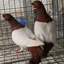 两头红鸽子