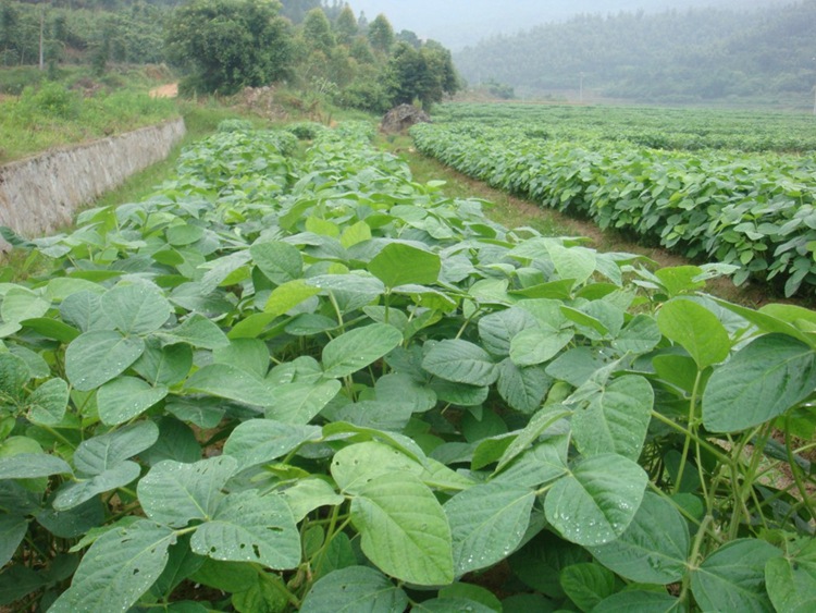 黄豆种子毛豆种子早熟高产大豆农家春季优质四季播夏季秋季蔬菜种