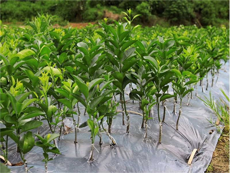 桔子苗丑桔树苗不知火柑橘春见丑八怪粑粑柑树苗椪柑苗橘子苗大苗