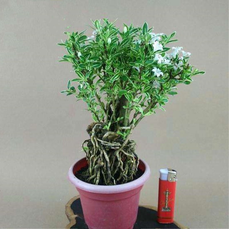 六月雪盆栽盆景桌面绿色植物盆栽四季常青办公室内客厅绿植意境