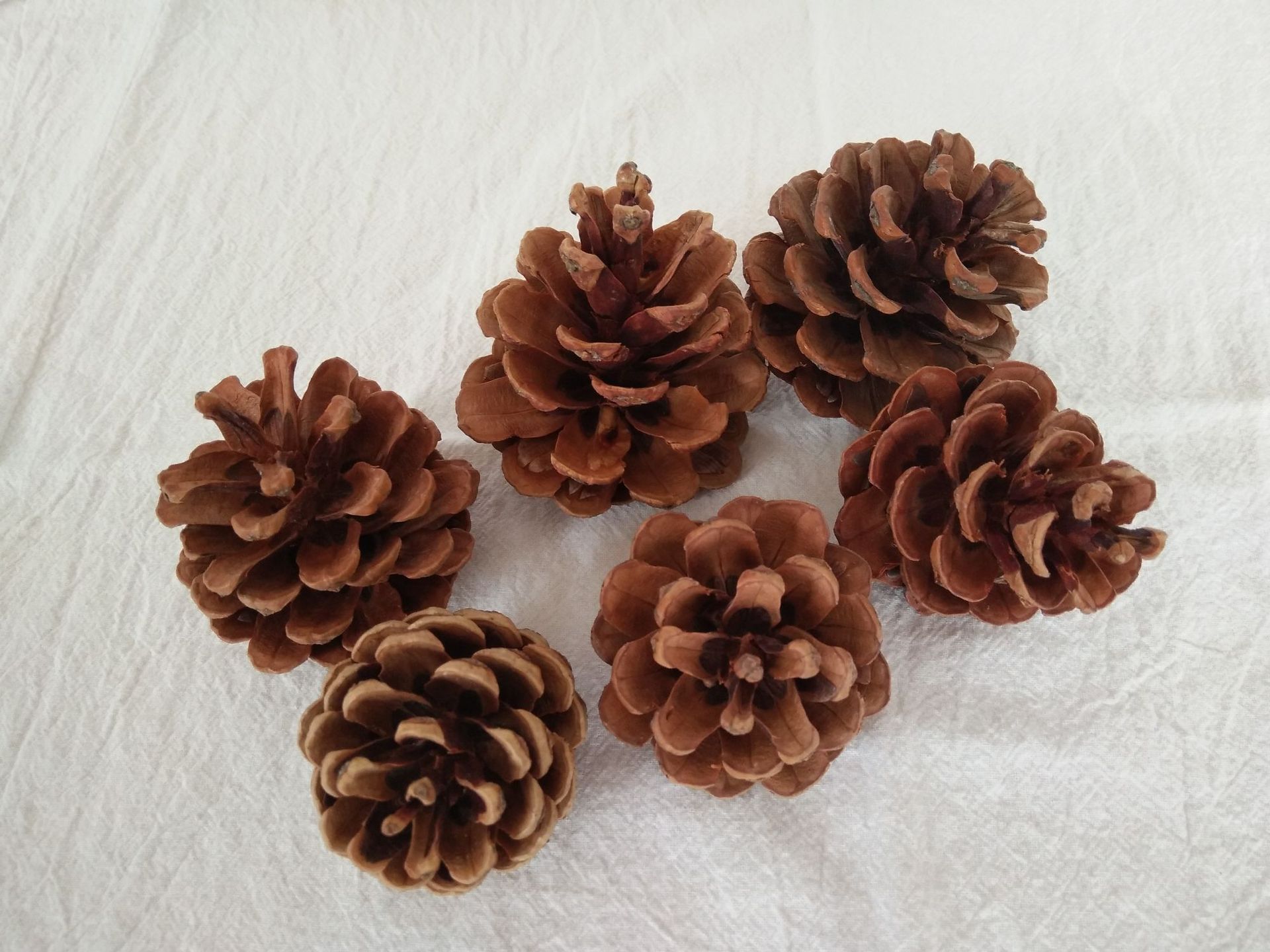 油松塔批发 zakka杂货装饰 白松塔二林头 节日装饰品工艺原料