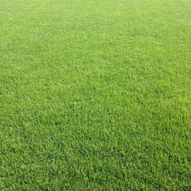 绿化草坪高羊茅草坪小区别墅学校绿化草坪批发