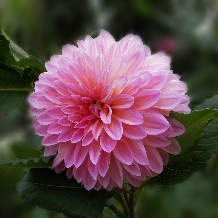 散装地瓜花大丽花种子 优质四季种易活 庭院阳台重瓣混色鲜花种子