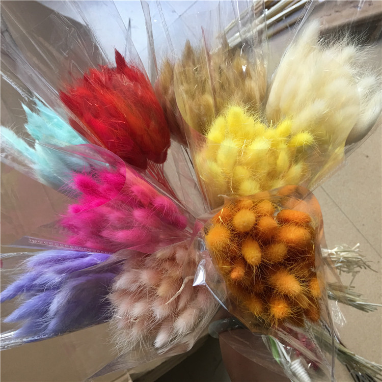 【兔尾草】真花自然风干染色 干花花束 永生花配材 家居装饰