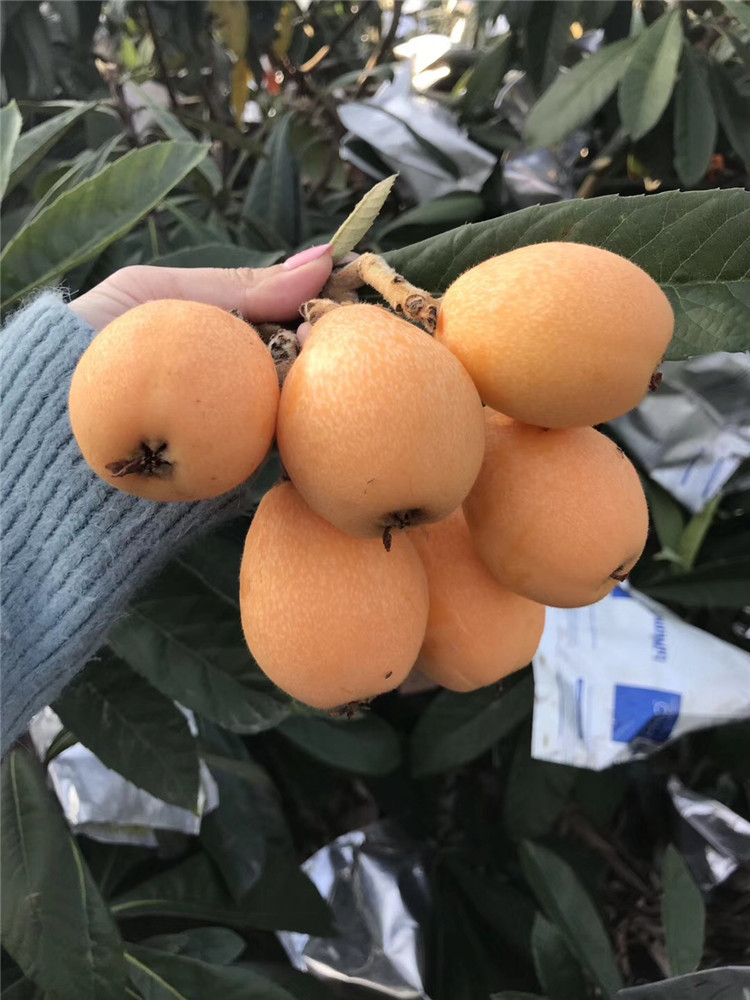 大量供应枇杷树 早钟六号枇杷苗 两年苗龄果苗嫁接优良品种农户直