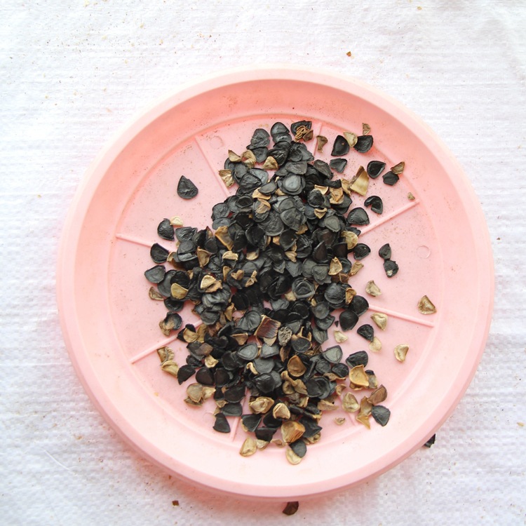 剑麻种子 凤尾兰种子 龙舌兰种子 当年新采 剑麻种子 树籽 易种植