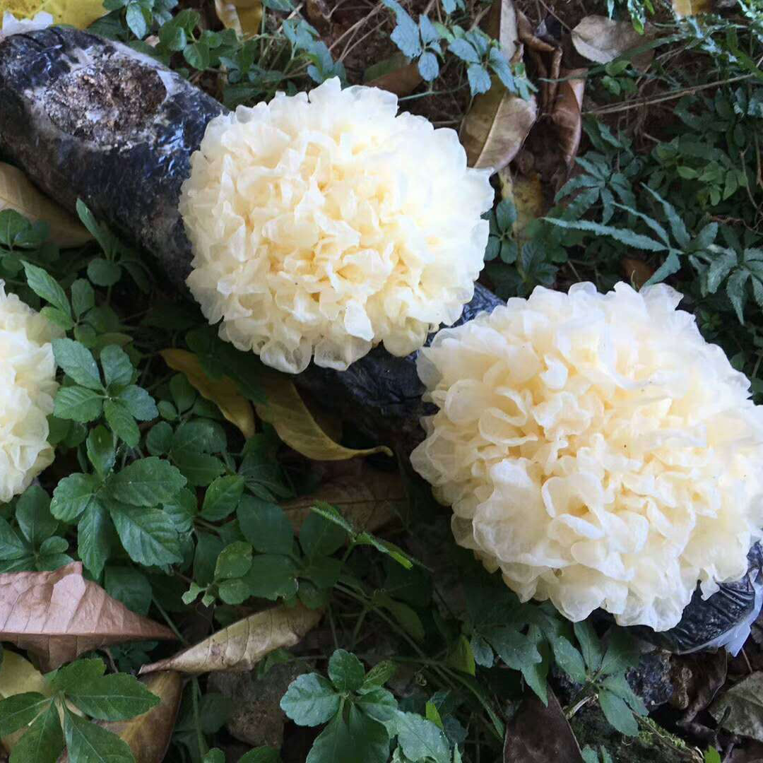 福建古田新鲜银耳 特级鲜活雪耳白木耳 软糯胶多 6朵包邮