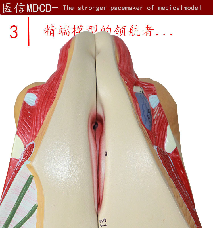 女性生殖模型 人体解剖模型 生殖解剖模型 上海津堰