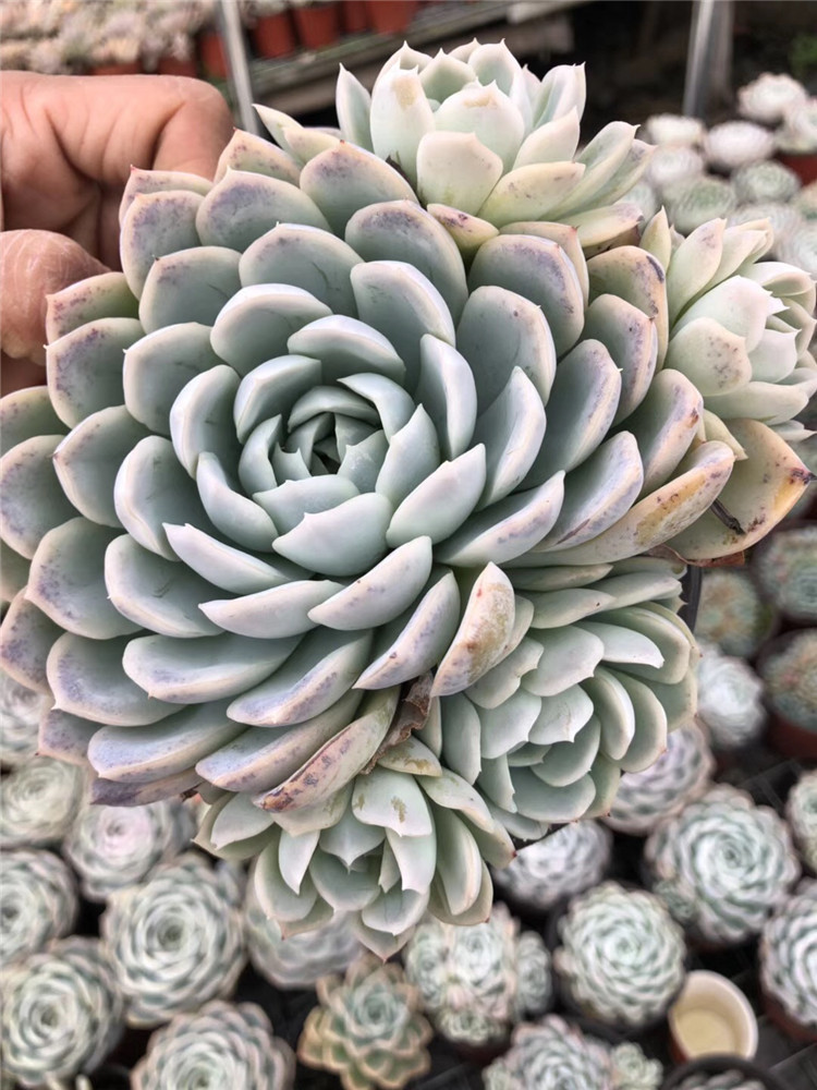 墨西哥雪球群盆12cm裸根发多肉品种特价 - 阿里巴巴