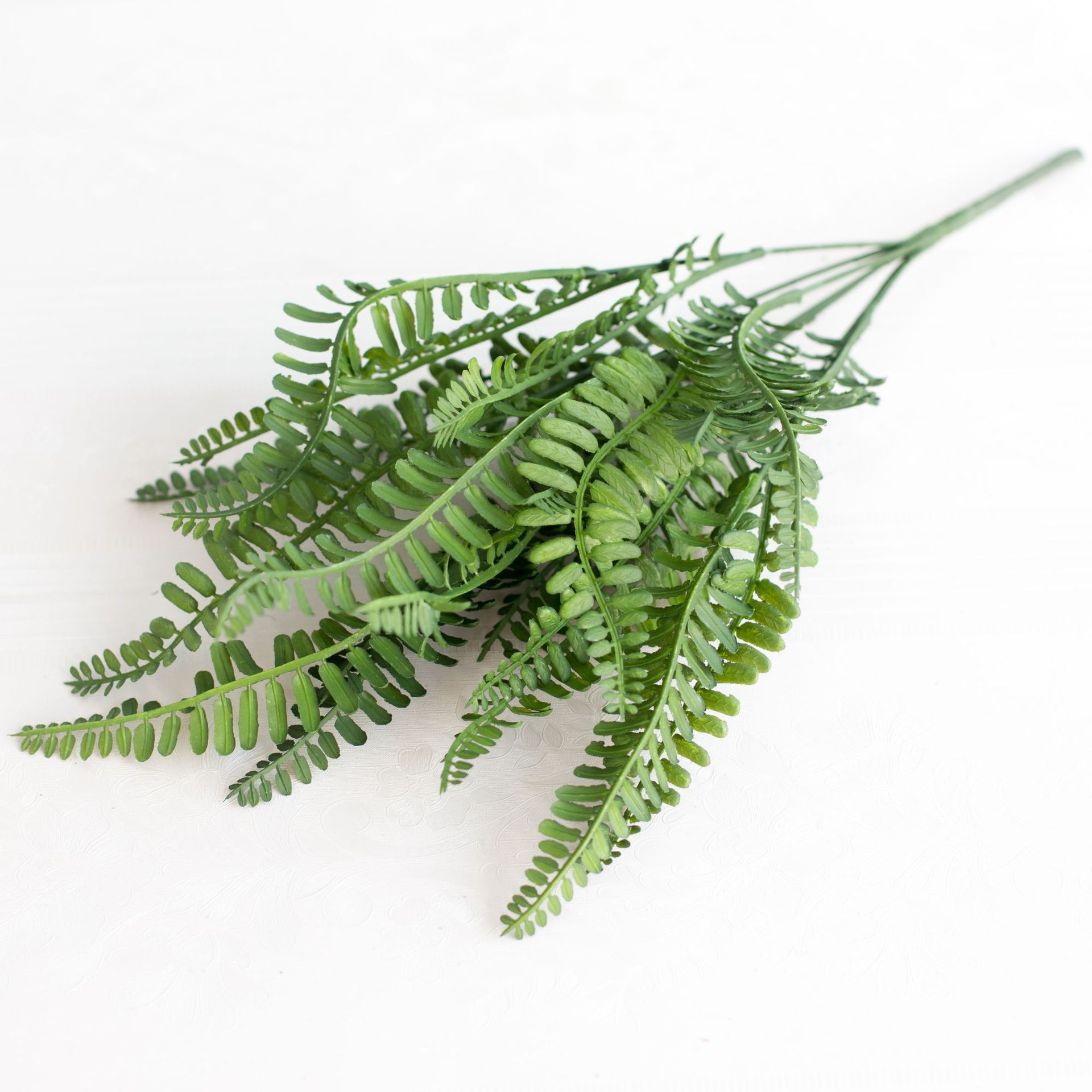 喷色波斯草 排草蕨草室内盆栽 波斯草绿草植物墙配材