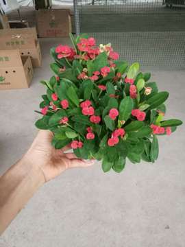 批发多肉植物盆栽 防辐射室内 (a90)铁海棠(红色)-阿里巴巴