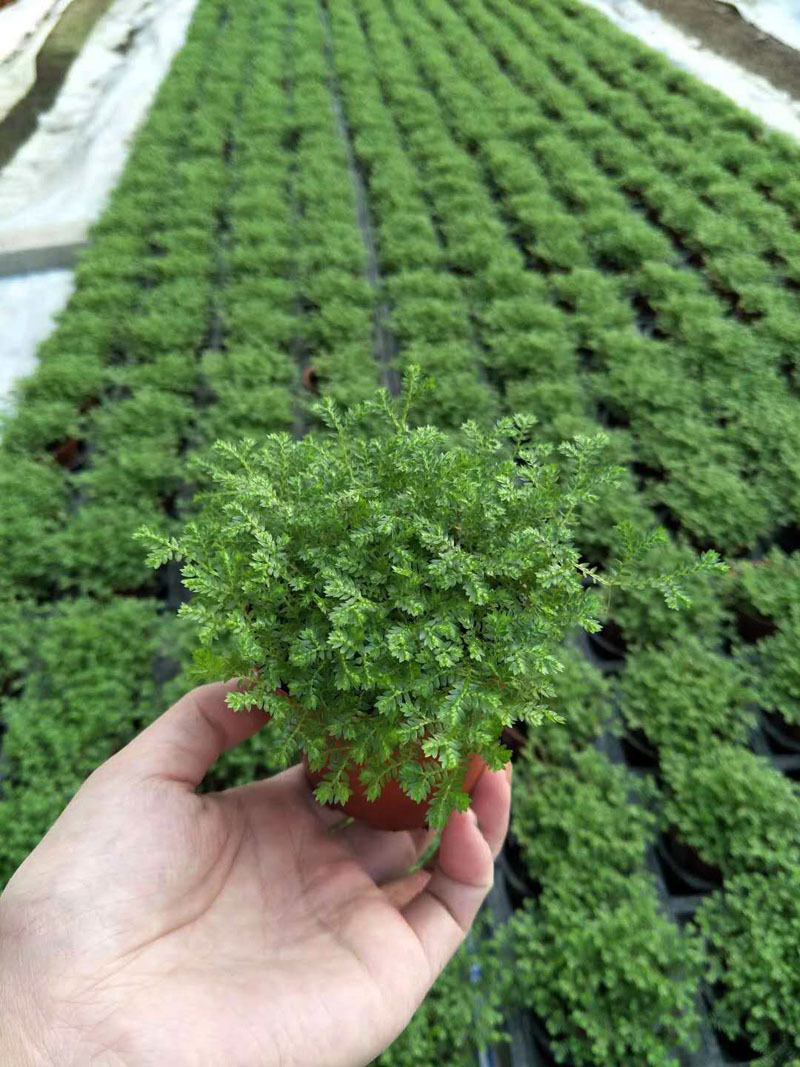 10cm ,适宜温度:≥5℃较耐寒品名规格:(80)绿地珊瑚蕨植物是鲜活产品