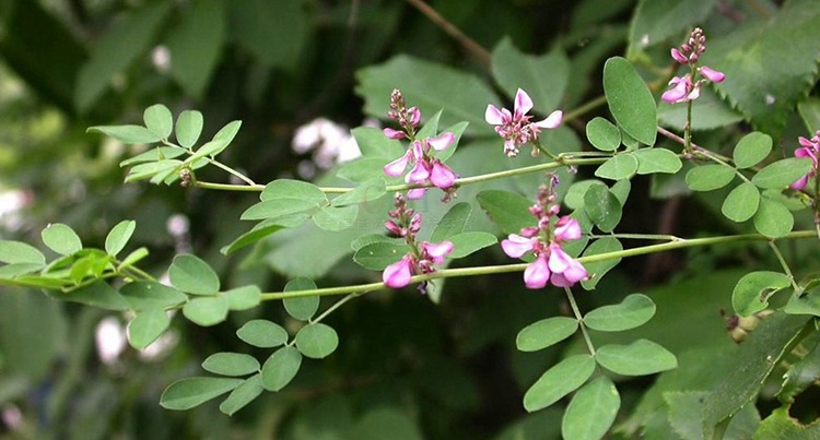多花木兰种子种籽多花木蓝优良饲用灌木蜜源植物是优良的豆科牧草