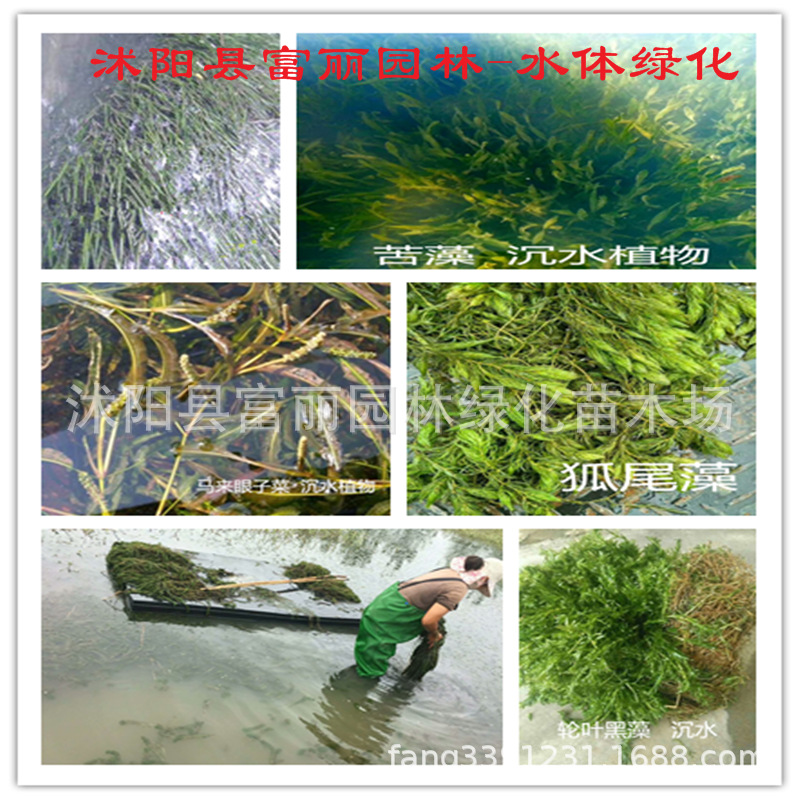 水体绿化-水藻